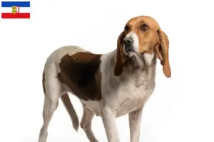 Lees meer over het artikel Chien d’Artois fokkers en pups in Sleeswijk-Holstein