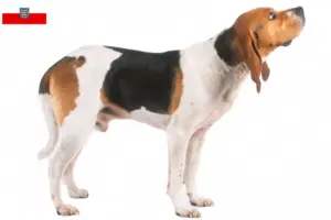 Lees meer over het artikel Chien d’Artois fokkers en pups in Thüringen