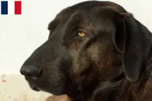 Lees meer over het artikel Chien de Castro Laboreiro fokkers en pups in Frankrijk