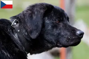 Lees meer over het artikel Chien de Castro Laboreiro fokkers en pups in Tsjechië