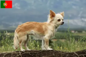 Lees meer over het artikel Chihuahua fokkers en pups in Portugal