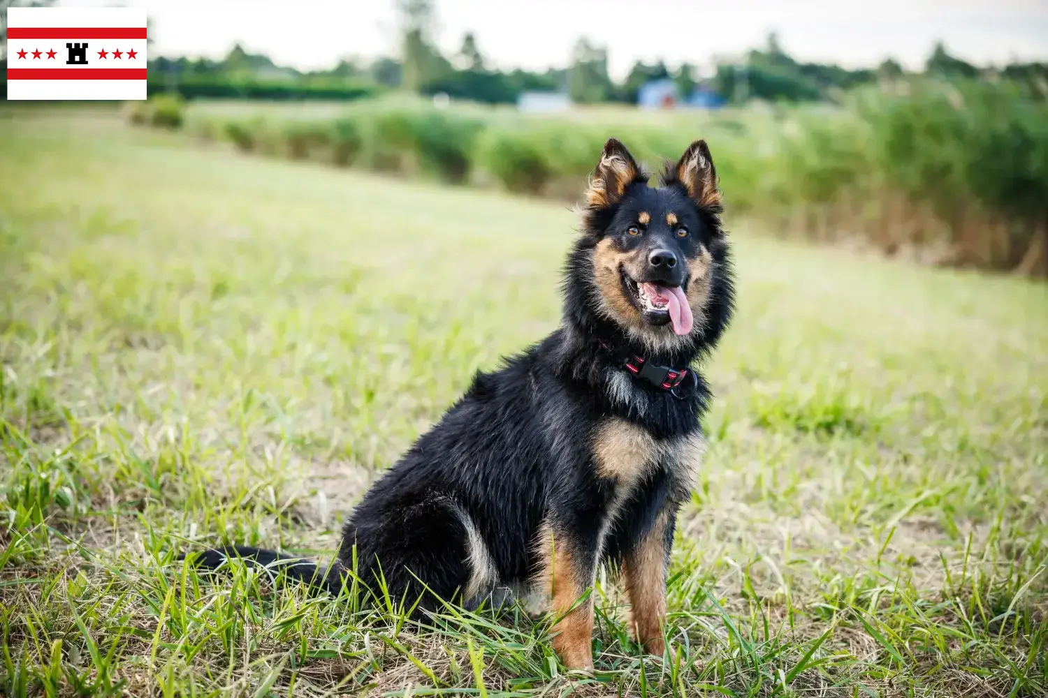 Lees meer over het artikel Chodský pes fokkers en pups in Drenthe