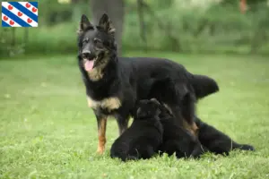 Lees meer over het artikel Chodský pes fokkers en pups in Friesland