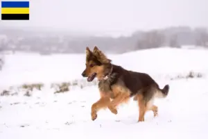Lees meer over het artikel Chodský pes fokkers en pups in Gelderland
