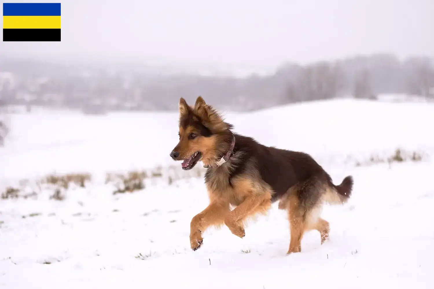 Chodský puppies en fokkers Gelderland Hier vind je Chodský pes fokkers in Gelderland.