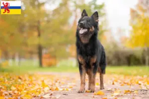 Lees meer over het artikel Chodský pes fokkers en pups in Limburg