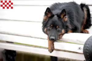 Lees meer over het artikel Chodský pes fokkers en pups in Noord-Brabant