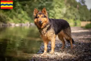 Lees meer over het artikel Chodský pes fokkers en pups in Overijssel