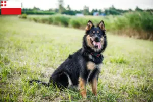 Lees meer over het artikel Chodský pes fokkers en pups in Utrecht