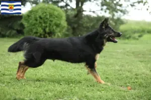 Lees meer over het artikel Chodský pes fokkers en pups in Zeeland