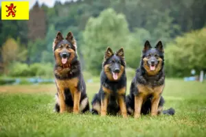 Lees meer over het artikel Chodský pes fokkers en pups in Zuid-Holland