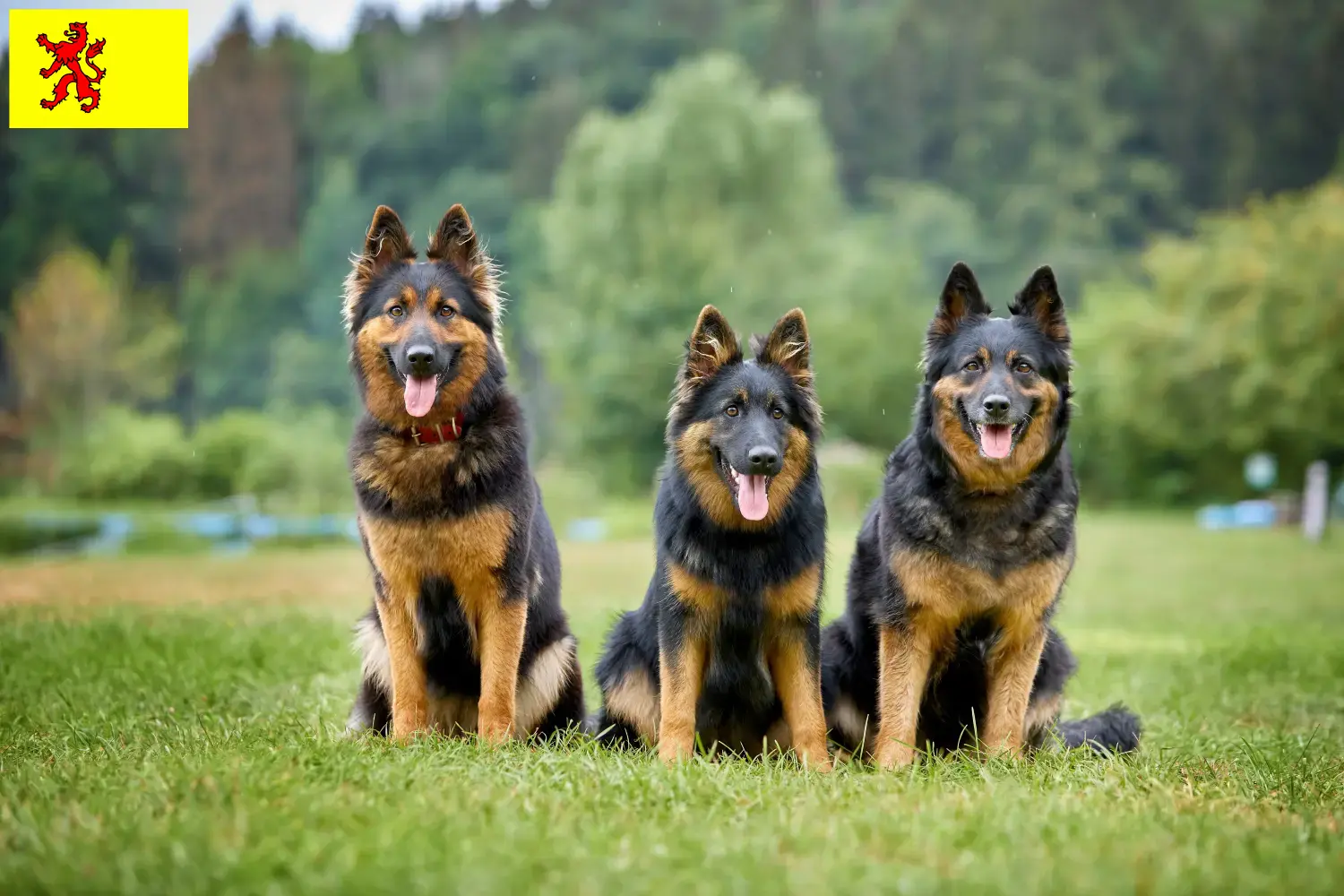 Lees meer over het artikel Chodský pes fokkers en pups in Zuid-Holland