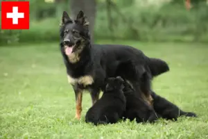 Lees meer over het artikel Chodský pes fokkers en puppies in Zwitserland