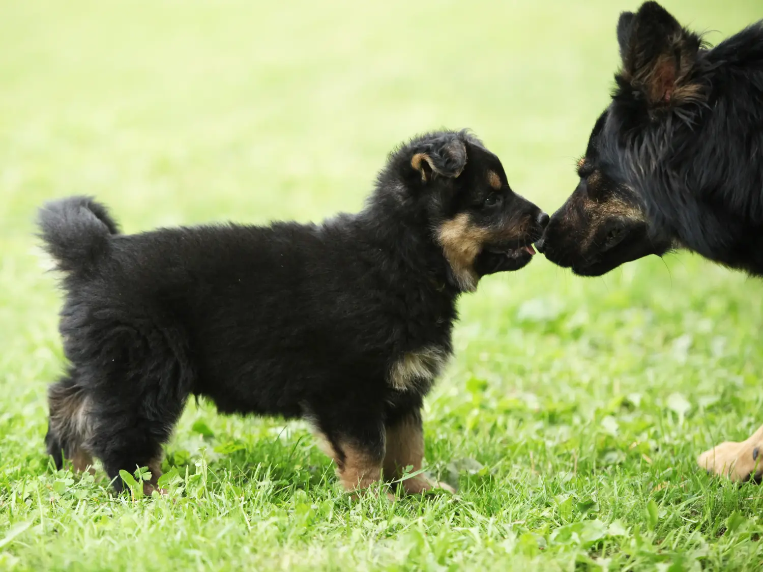 Een Chodský pes puppy kopen betekent verantwoordelijkheid nemen! Chodský pes puppy's kopen.