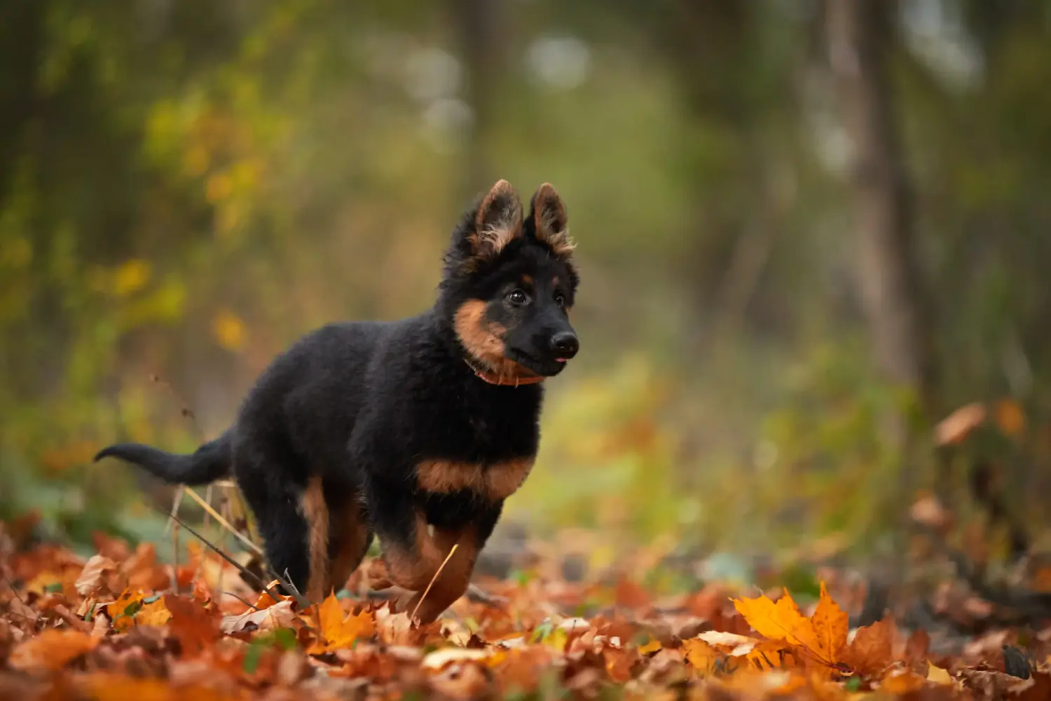 Een Chodský pes puppy kopen betekent verantwoordelijkheid nemen! Chodský pes puppy's kopen.