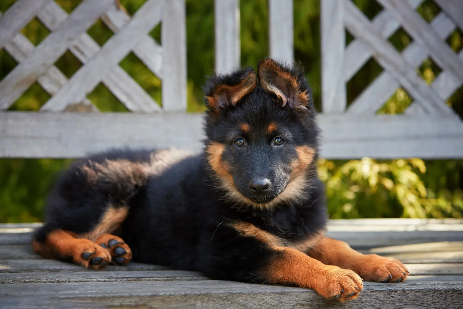 Een Chodský pes puppy kopen betekent verantwoordelijkheid nemen! Chodský pes puppy's kopen.