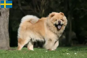 Lees meer over het artikel Chow Chow fokkers en puppy’s in Zweden