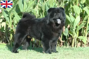 Lees meer over het artikel Chow Chow fokkers en puppy’s in Groot-Brittannië