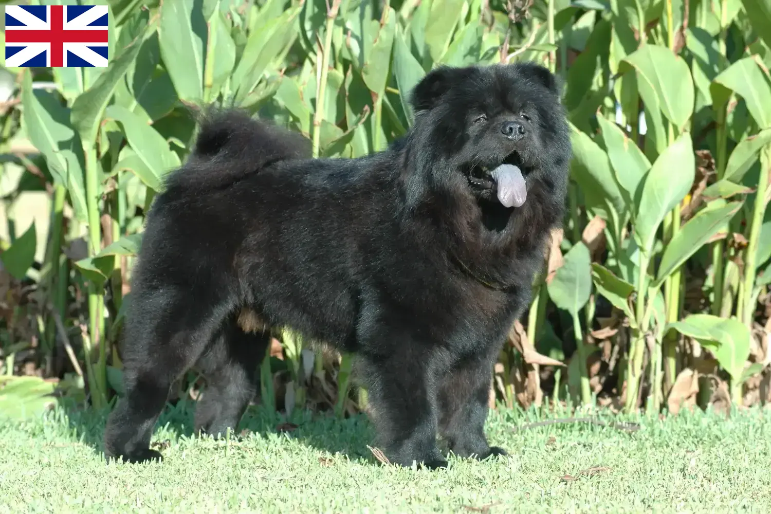 Chow-Chow puppies en fokkers Groot-Brittannië Hier vind je Chow-Chows fokkers in Groot-Brittannië.