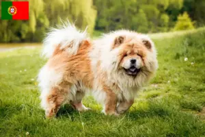 Lees meer over het artikel Chow-Chow fokkers en pups in Portugal