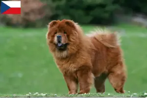 Lees meer over het artikel Chow-Chow fokkers en puppy’s in Tsjechië