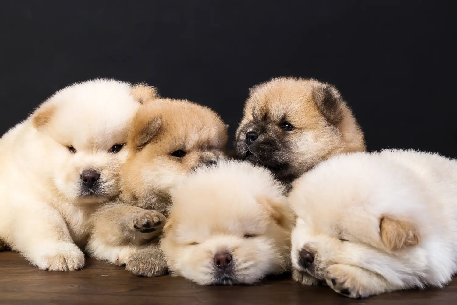Een Chow Chow puppy kopen betekent verantwoordelijkheid nemen! Chow Chow puppy's kopen.