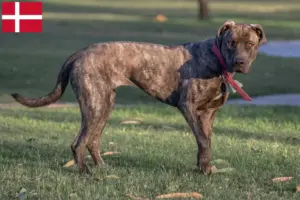 Lees meer over het artikel Cimarrón Uruguayo fokkers en pups in Denemarken