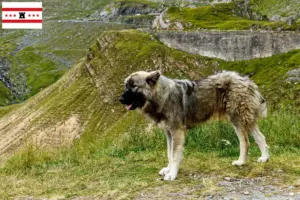 Lees meer over het artikel Ciobănesc Românesc Carpatin fokkers en pups in Drenthe