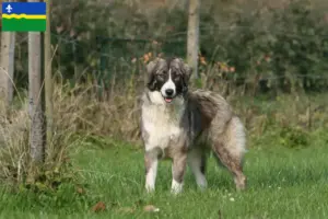 Lees meer over het artikel Ciobănesc Românesc Carpatin fokkers en pups in Flevoland