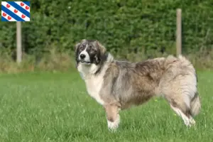 Lees meer over het artikel Ciobănesc Românesc Carpatin fokkers en pups in Friesland