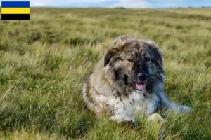 Lees meer over het artikel Ciobănesc Românesc Carpatin fokkers en pups in Gelderland