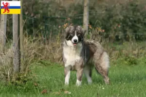 Lees meer over het artikel Ciobănesc Românesc Carpatin fokker en pups in Limburg