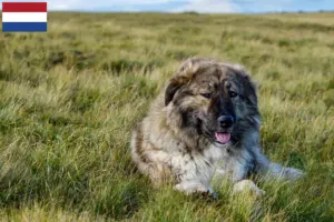Lees meer over het artikel Ciobănesc Românesc Carpatin fokkers en pups in Nederland