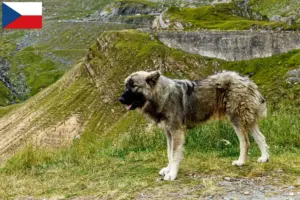 Lees meer over het artikel Ciobănesc Românesc Carpatin fokkers en pups in Tsjechië