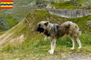 Lees meer over het artikel Ciobănesc Românesc Carpatin fokkers en pups in Overijssel