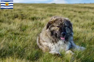 Lees meer over het artikel Ciobănesc Românesc Carpatin fokkers en pups in Zeeland
