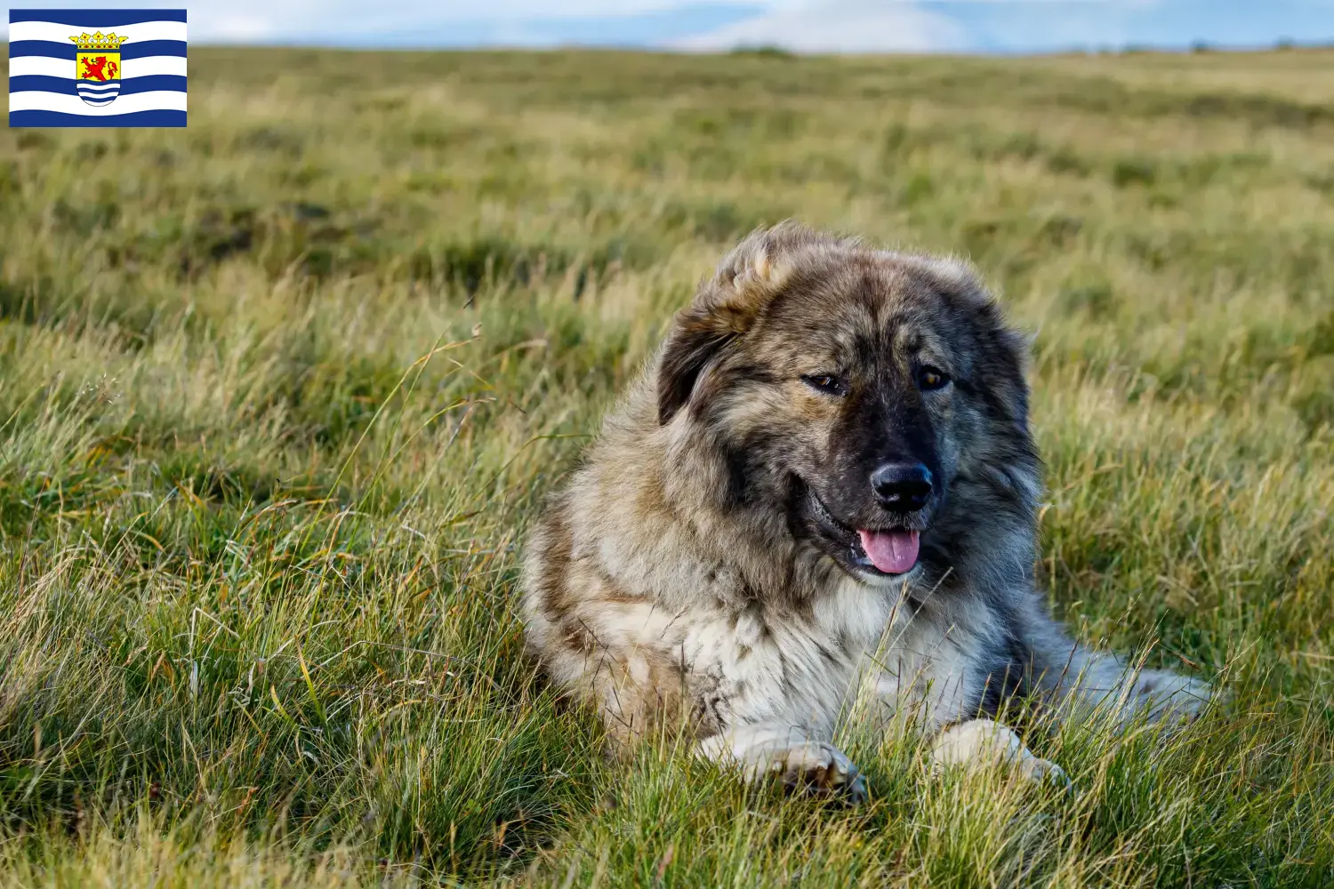 Ciobănesc Românesc Carpatin pups en fokkers Zeeland Hier vind je Ciobănesc Românesc Carpatins fokkers in Zeeland.