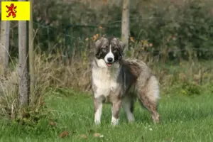Lees meer over het artikel Ciobănesc Românesc Carpatin fokkers en pups in Zuid-Holland