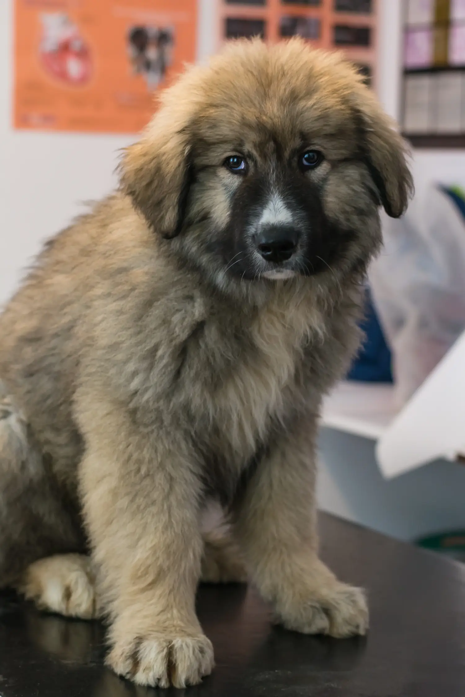 Een Ciobănesc Românesc Carpatin puppy kopen betekent verantwoordelijkheid nemen! Kopen Ciobănesc Românesc Carpatin puppy's.