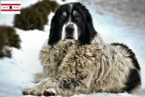 Lees meer over het artikel Ciobănesc Românesc de Bucovina fokkers en pups in Drenthe