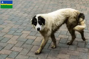 Lees meer over het artikel Ciobănesc Românesc de Bucovina fokkers en puppies in Flevoland