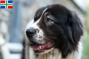 Lees meer over het artikel Ciobănesc Românesc de Bucovina fokker en pups in Groningen