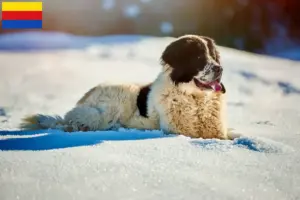 Lees meer over het artikel Ciobănesc Românesc de Bucovina Fokker en puppies in Noord-Holland