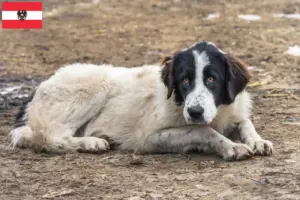 Lees meer over het artikel Ciobănesc Românesc de Bucovina fokkers en pups in Oostenrijk