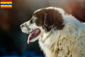 Lees meer over het artikel Ciobănesc Românesc de Bucovina fokkers en pups in Overijssel