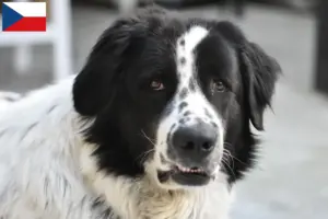 Lees meer over het artikel Ciobănesc Românesc de Bucovina fokkers en puppies in Tsjechië