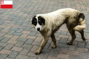 Lees meer over het artikel Ciobănesc Românesc de Bucovina fokker en puppies in Utrecht