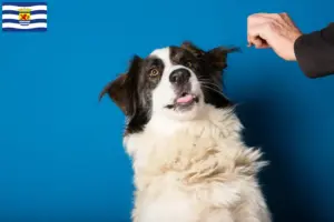 Lees meer over het artikel Ciobănesc Românesc de Bucovina fokker en pups in Zeeland