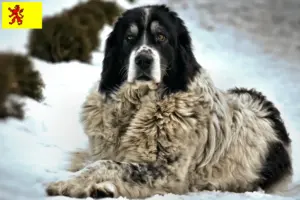 Lees meer over het artikel Ciobănesc Românesc de Bucovina Fokker en puppies in Zuid-Holland