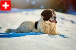 Lees meer over het artikel Ciobănesc Românesc de Bucovina fokkers en puppies in Zwitserland